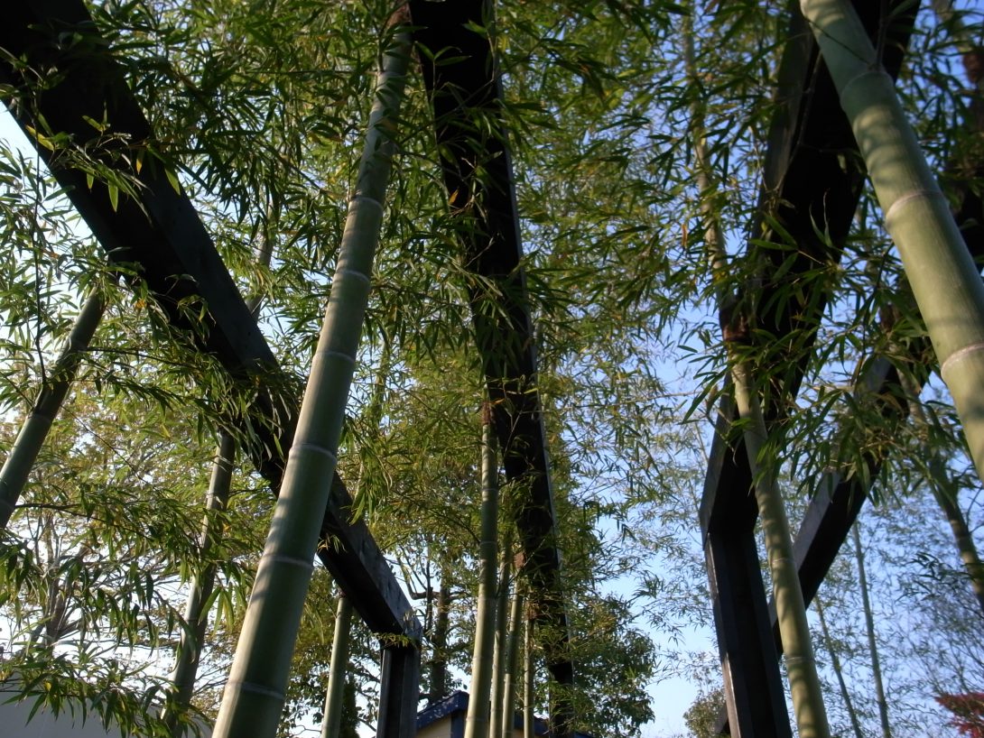 バンブー物語　『維新の庭』（The Tale of the Bamboo）